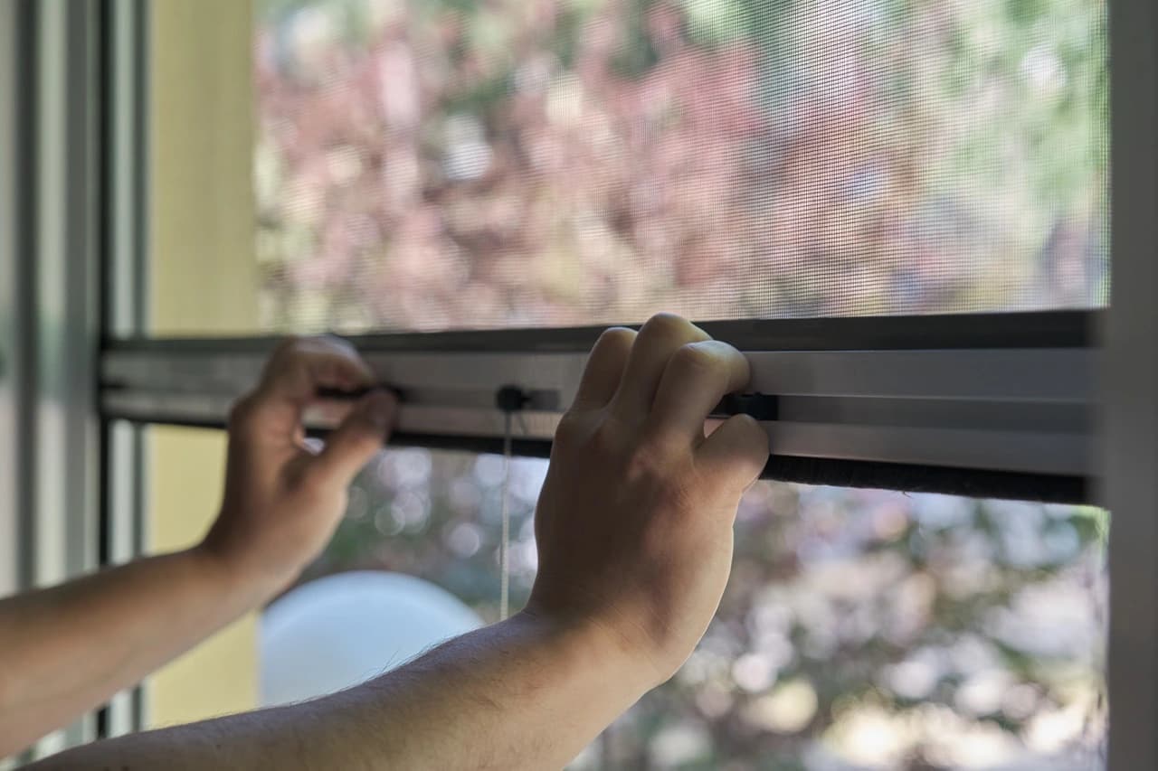 Pull-down fly screen fitted to a window
