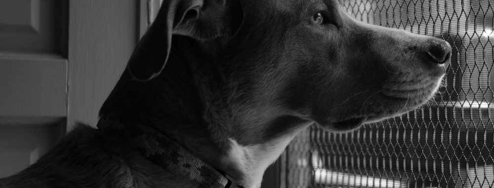 Fly Screen Sydney Fly Screen Mesh